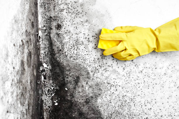Best Commercial Mold Removal  in Angwin, CA