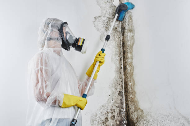 Best Mold Removal Near Me  in Angwin, CA