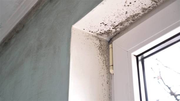 Best Mold Testing  in Angwin, CA