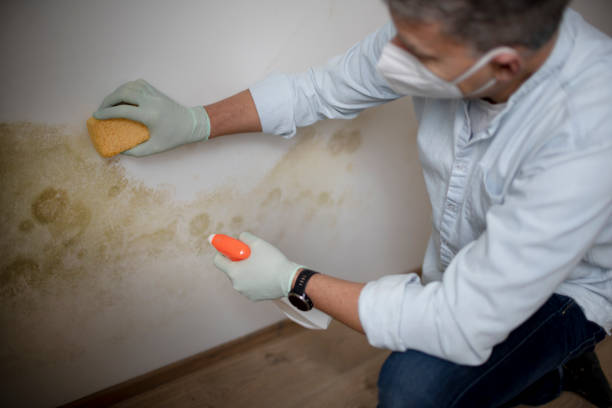 Best Attic Mold Removal  in Angwin, CA