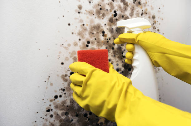 Best Best Mold Removal Companies  in Angwin, CA