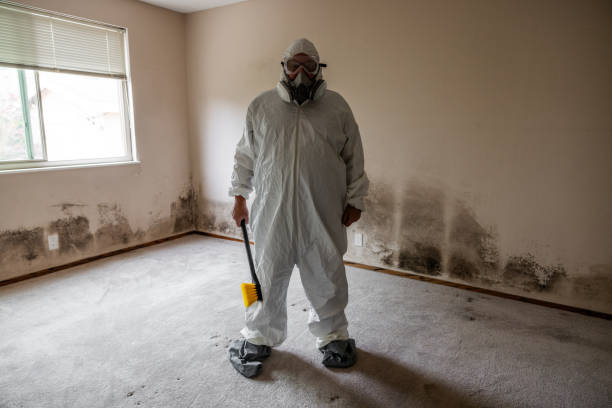 Best Emergency Mold Removal  in Angwin, CA